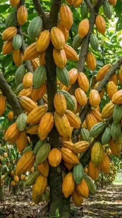 Le Cameroun, la Côte d’Ivoire, le Ghana et le Nigeria signent l’Alliance d’Abuja pour reprendre le contrôle du cacao