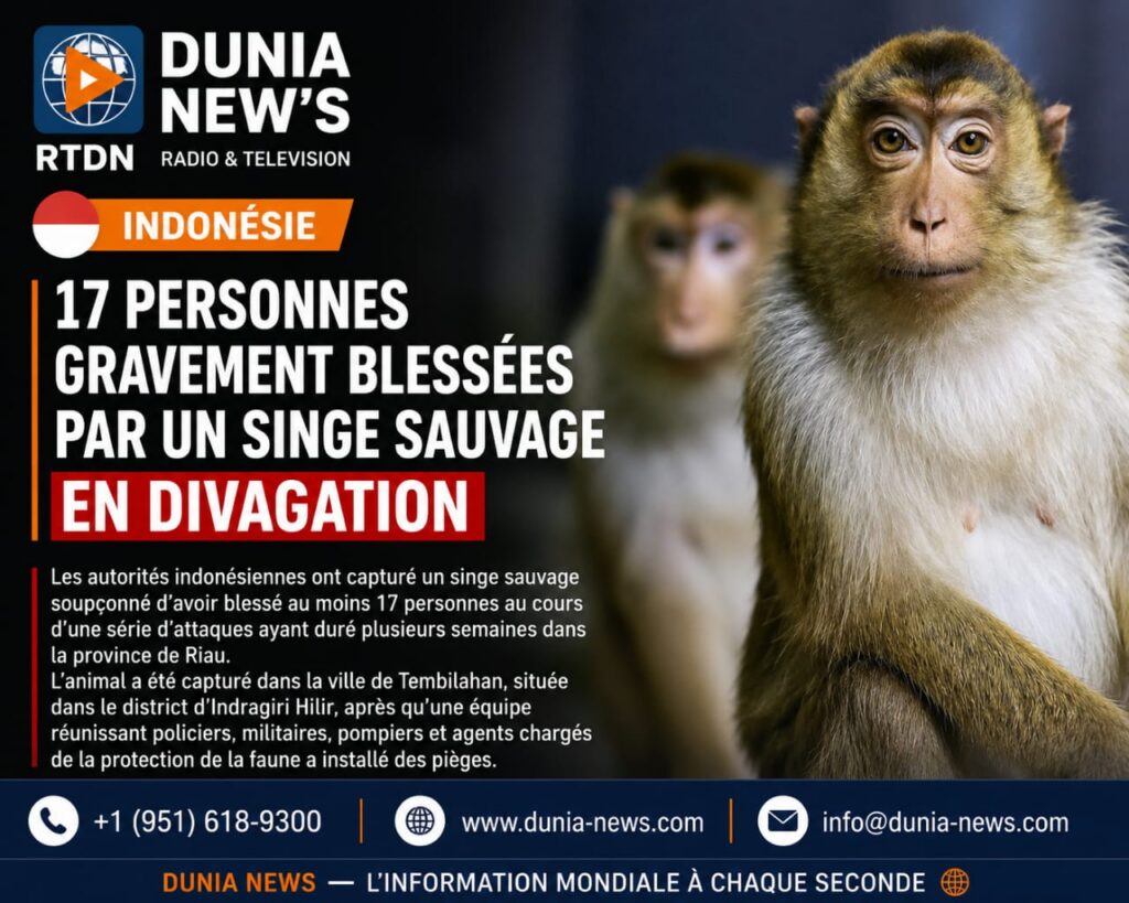 Indonesie: 17 personnes gravement blessées par un singe sauvage en divagation