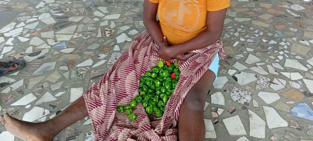 Bénin : une femme interpellée après une présumée tentative de vol dans un champ de piment à Djeffa