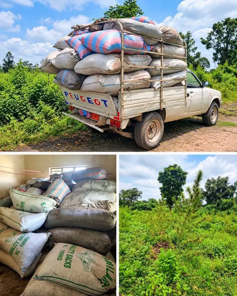 Bénin : plus de 1,7 tonne de chanvre indien saisie à Savè Bénin : plus de 1,7 tonne de chanvre indien saisie à Savè