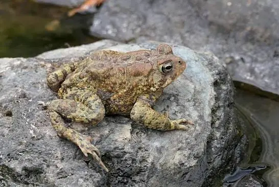 BÉNIN : UNE GRENOUILLE AURAIT ÉTÉ EXPULSÉE LORS D’UN ACCOUCHEMENT À OUÉNOU, UNE SAGE-FEMME VICTIME D’UN MALAISE