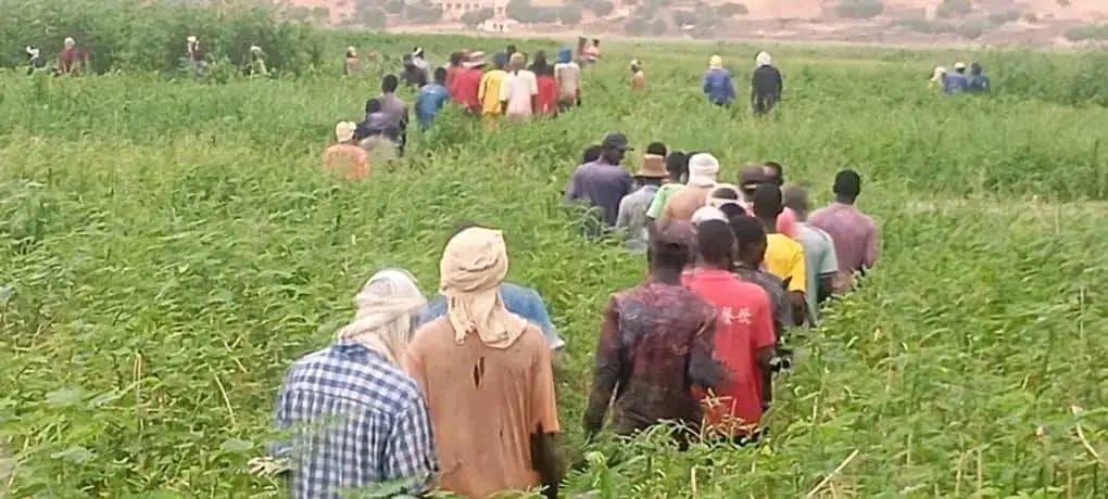 MALI : À TACHARANE, LES JEUNES SE MOBILISENT CONTRE LES CRIQUETS ET LES OISEAUX RAVAGEURS POUR SAUVER LES RÉCOLTES
